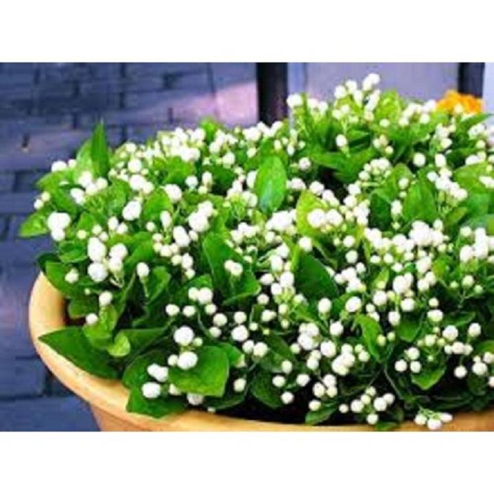 Bầu cây giống hoa nhài ta cổ cực thơm NHANH SIÊU HOA CHUẨN GIỐNG
