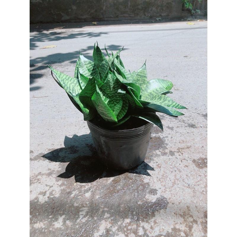 Lưỡi Hổ Sansevieria Trifasciata