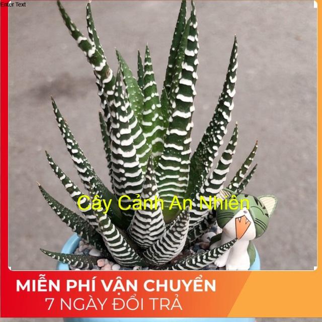 Chậu móng rồng