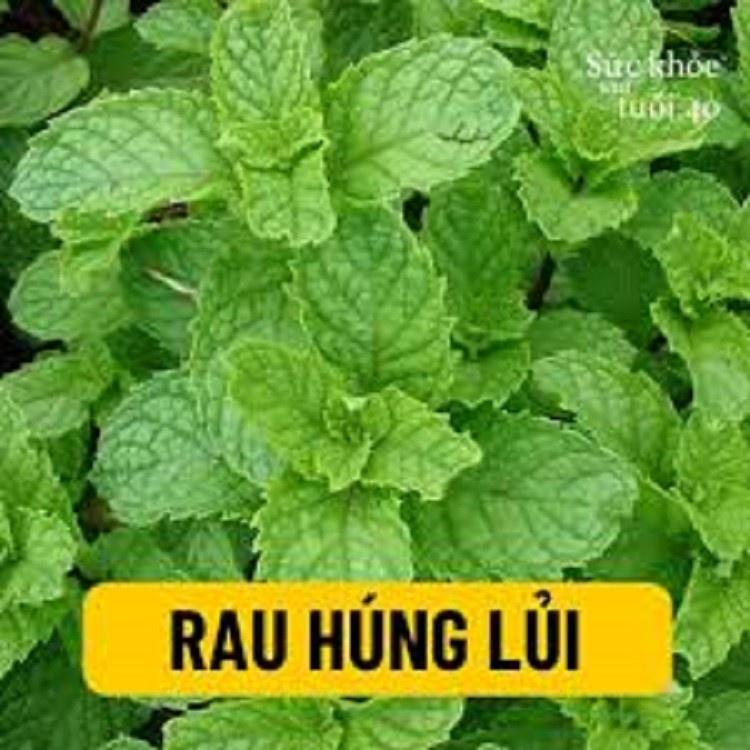 RAU HÚNG LỦI, RAU BẠC HÀ - BẦU CÂY GIỐNG