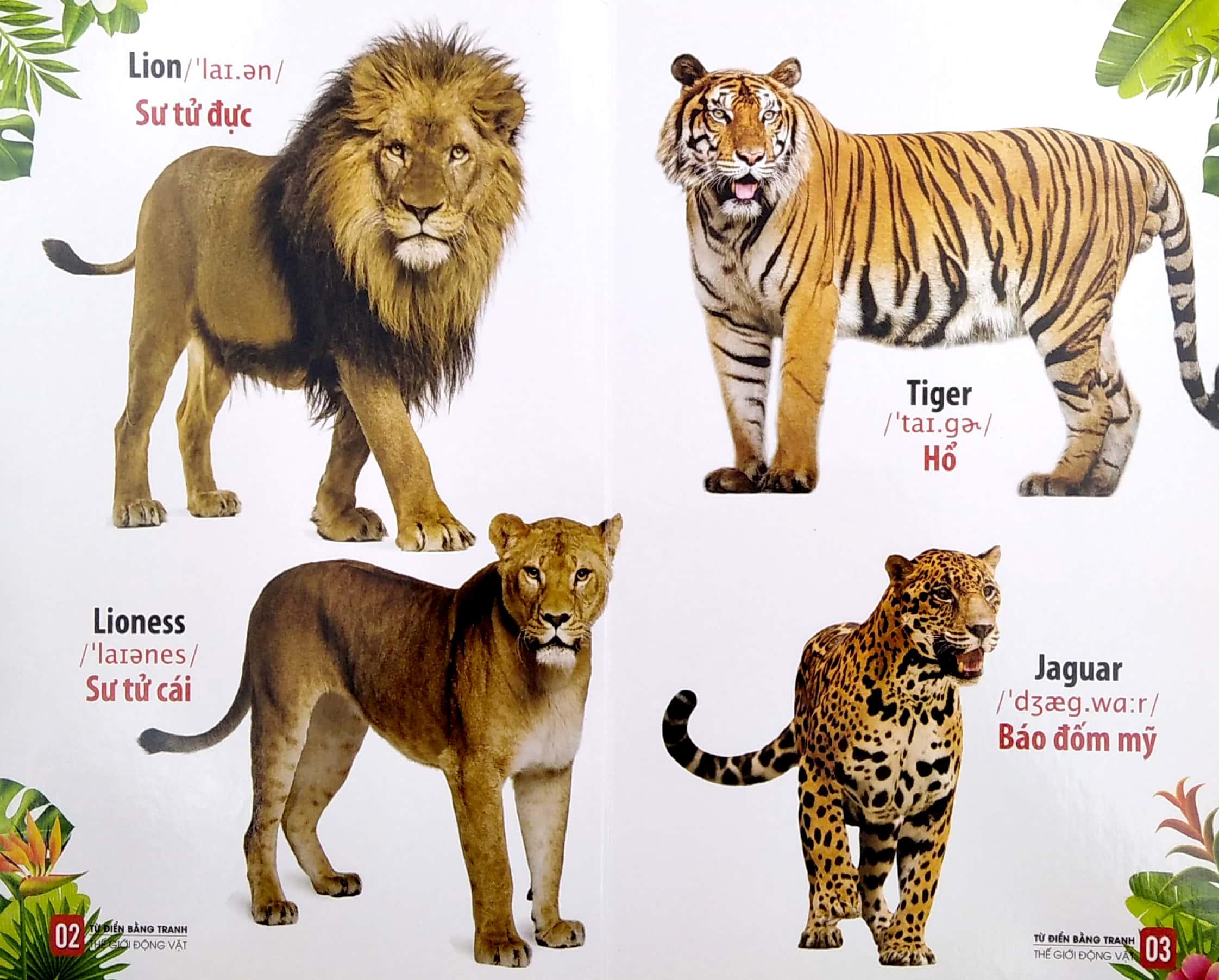 Bộ Sách Từ Điển Bằng Tranh: Động Vật Dưới Nước - Thế Giới Động Vật - Thế Giới Loài Chim