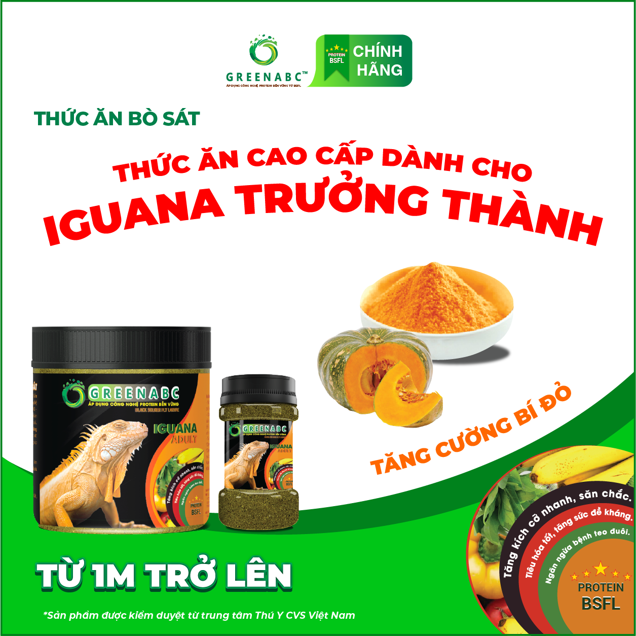 IGUANA TRƯỞNG THÀNH TĂNG CƯỜNG BÍ ĐỎ - Thức ăn BÒ SÁT cho Rồng Nam Mỹ trưởng thành TĂNG CƯỜNG BÍ ĐỎ từ 1m trở lên TĂNG SIZE, TĂNG MÀU, GAI BUNG, DÁNG ĐẸP, KHỎE MẠNH