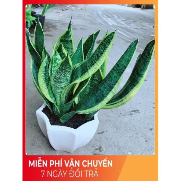 Chậu Lưỡi Hổ Size Lớn