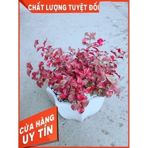 Chậu Ruby Đỏ