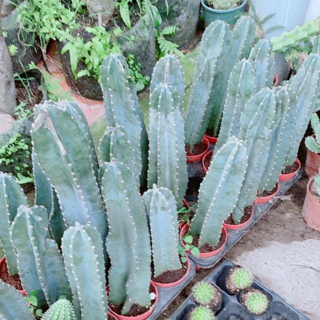 Xương Rồng Lớn