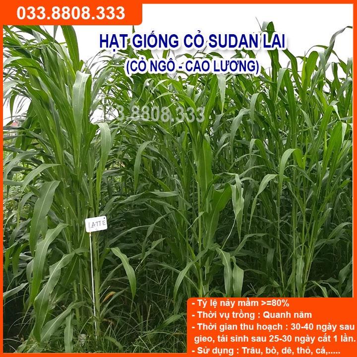 Hạt Cỏ Chăn Nuôi Sudan Lai 1KG- Cỏ cao lương lá mềm không lông năng suất cao