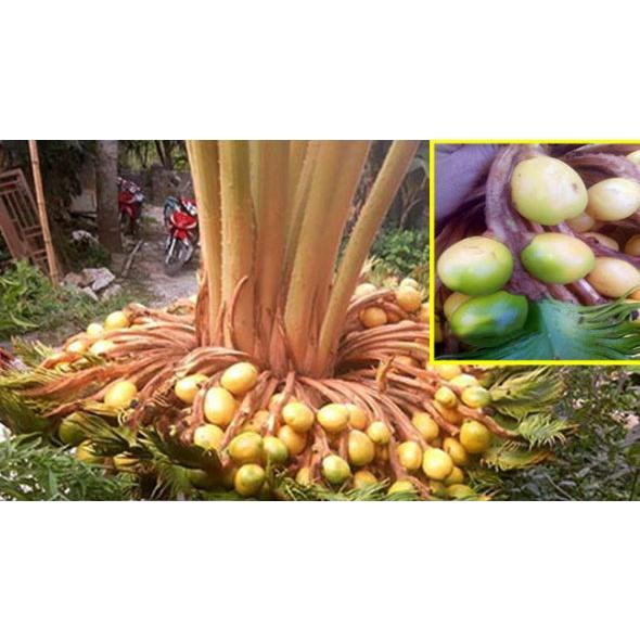 CÂY VẠN TUẾ -CÂY MANG LẠI SỰ UY NGHI, CỔ KÍNH CHO NGÔI NHÀ , VƯỢNG PHONG THỦY CHO GIA CHỦ