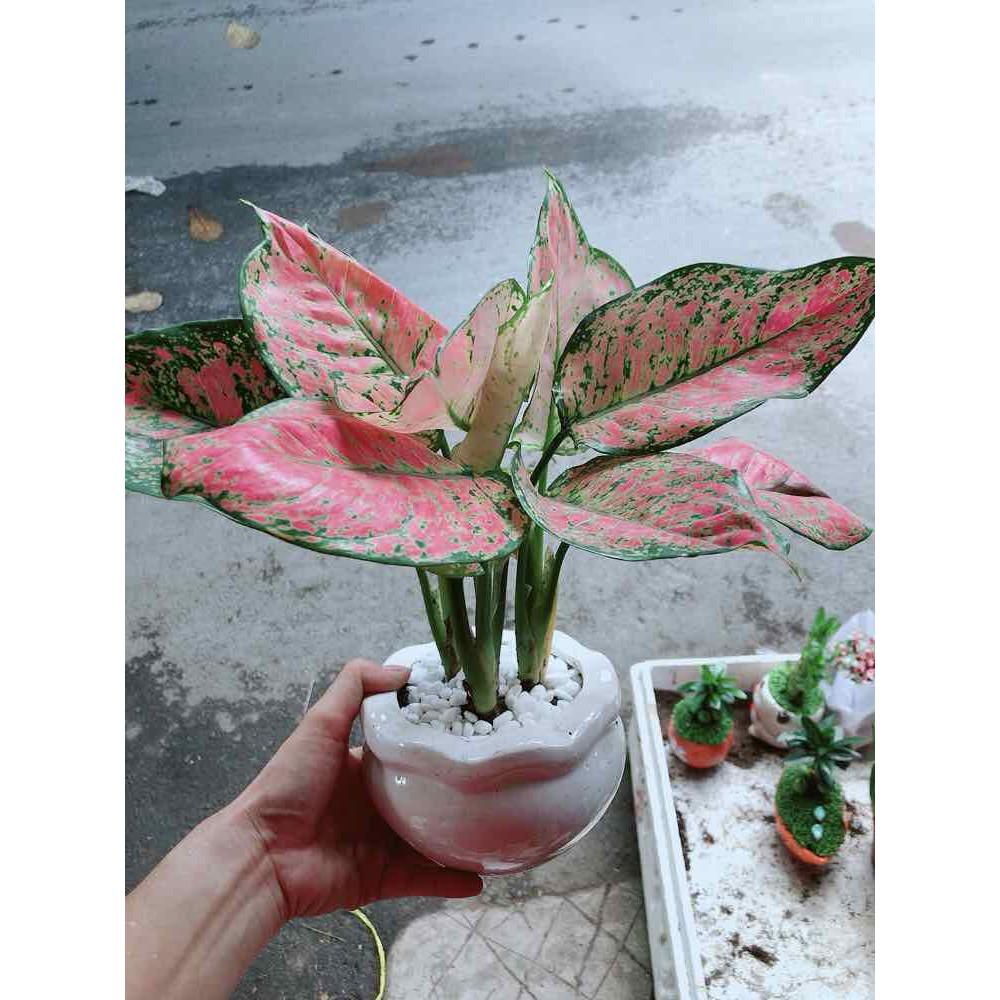 Chậu Vạn Lộc Bán Chạy