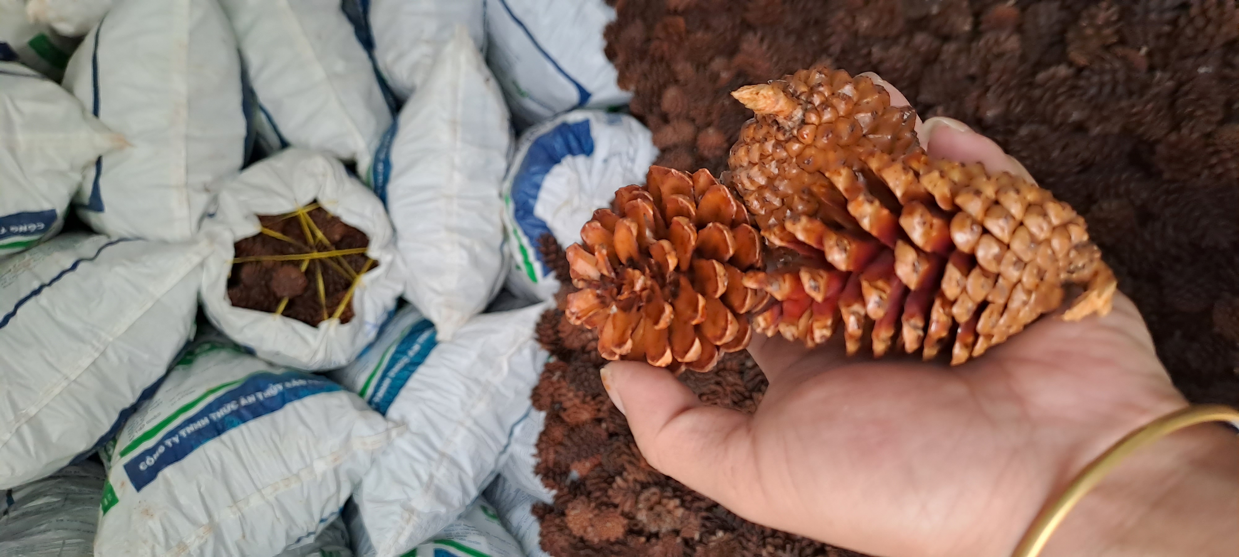 Quả thông trang trí giáng sinh, có sơn phủ bóng