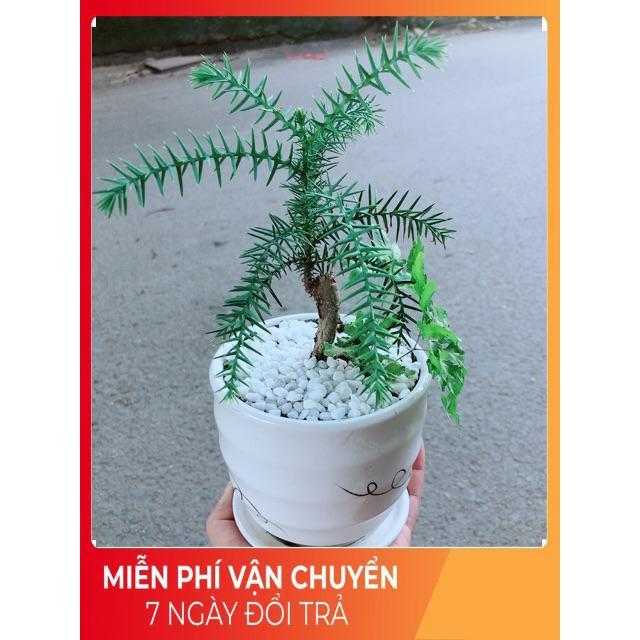 Chậu Tùng Bách Tán