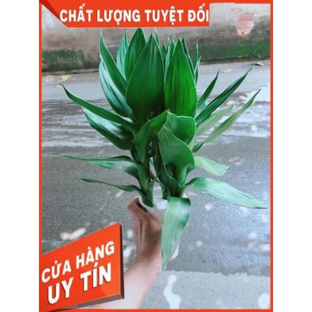 Phát Tài Búp Sen