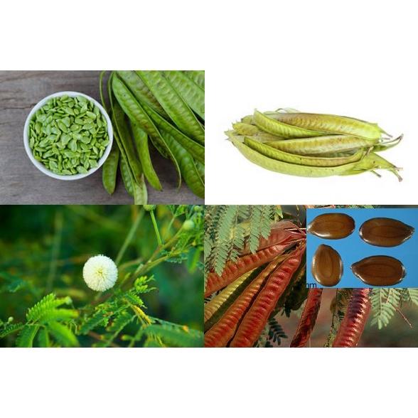 Hạt Giống Cây Keo Dậu - Hạt Giống táo nhơn KNS3704 - 10gram