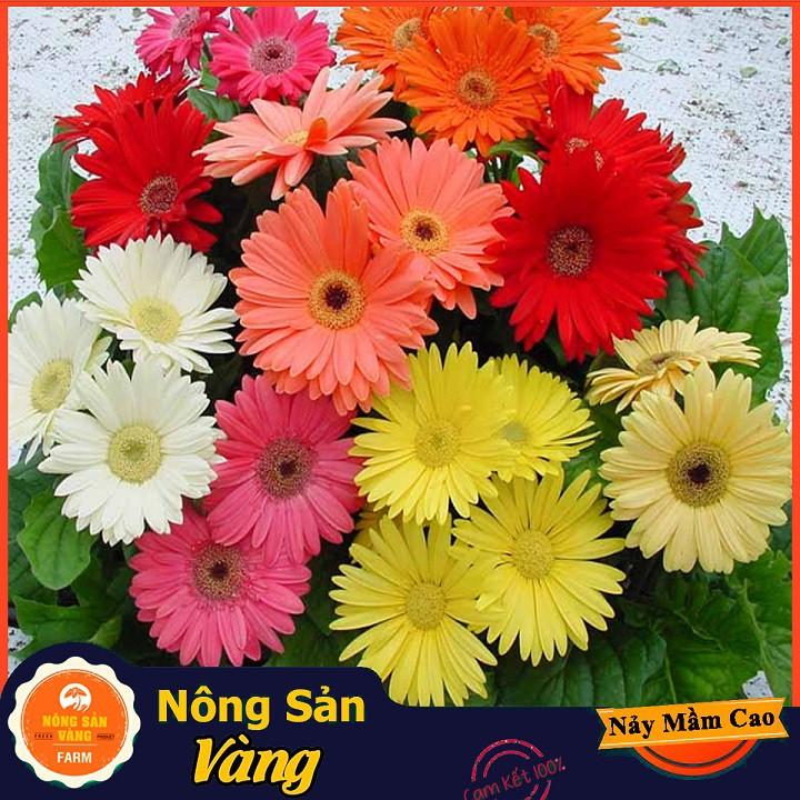 Combo Hạt giống 5 loại hoa