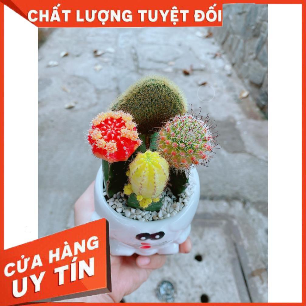 Chậu xương rồng tiểu cảnh