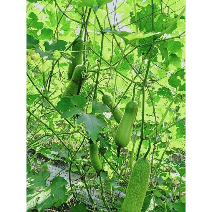 Hạt giống bí đao chanh F1