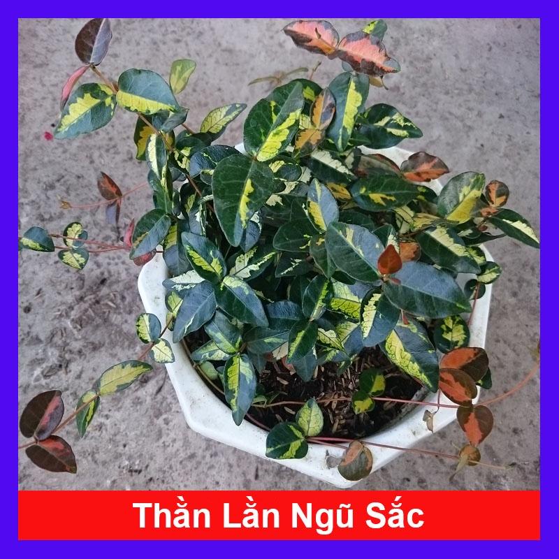 Cây Thằn Lằn Ngũ Sắc (giống mới) - cây cảnh vườn + tặng phân bón cho cây