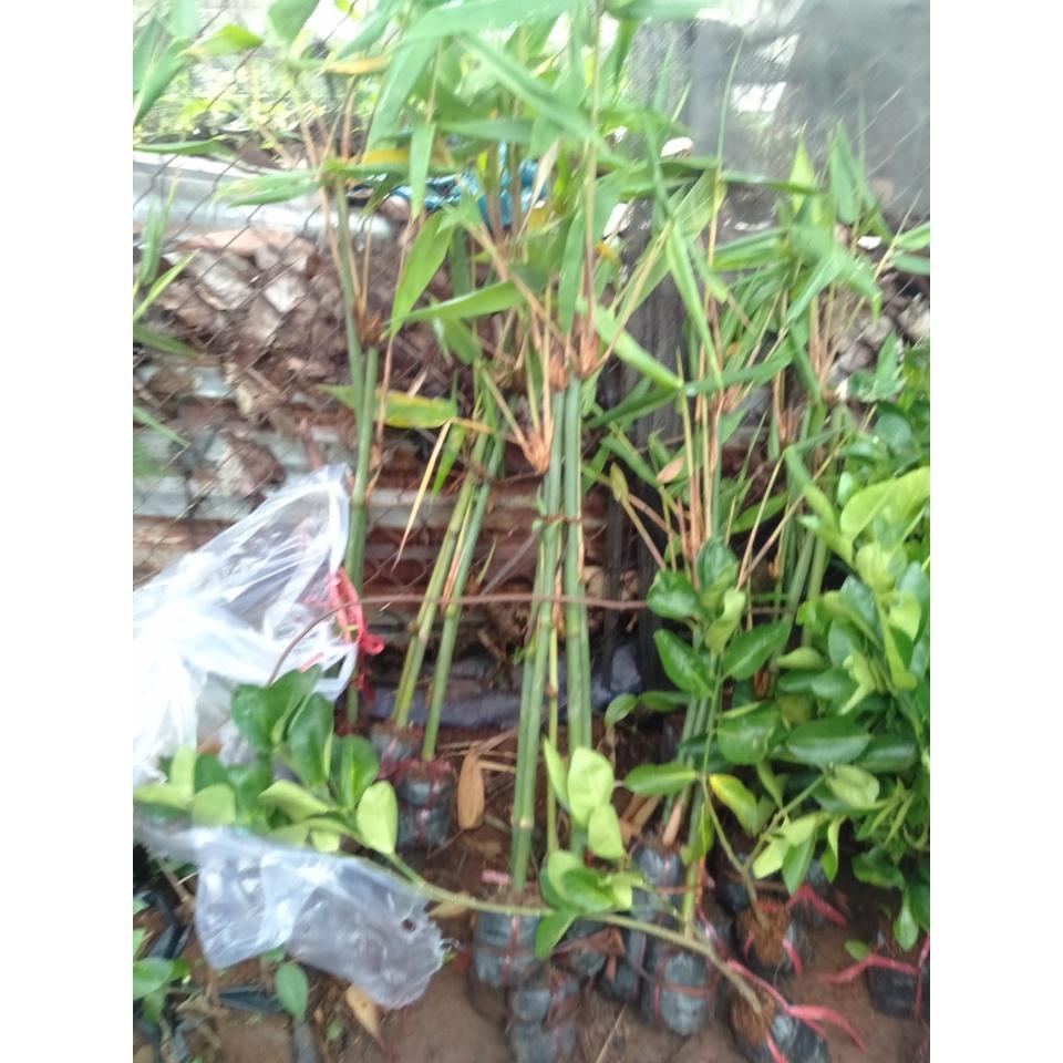 Cây măng tre bát độ giống