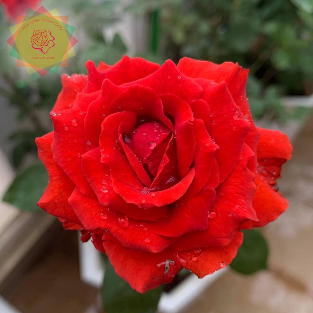 Hoa hồng leo đỏ nhung cổ Sơn La được nhiều người ưa chuộng - cây giống rễ trần