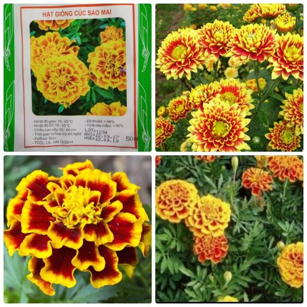 Hạt giống hoa Vạn Thọ lửa- gói 50 hạt