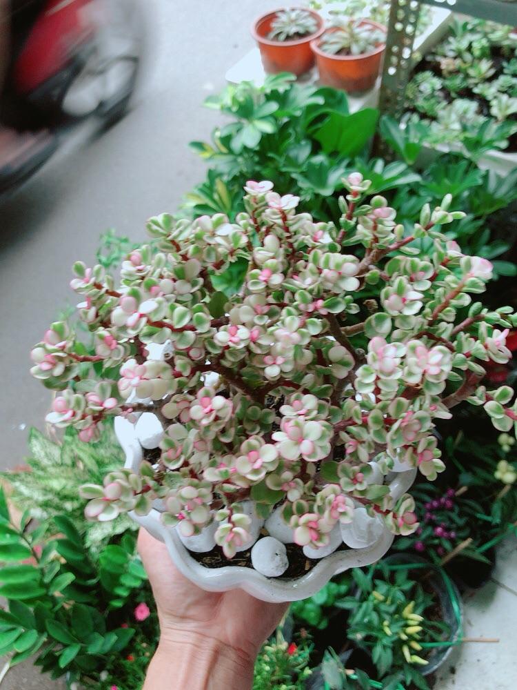 Chậu Cây Cành Vàng Lá Ngọc