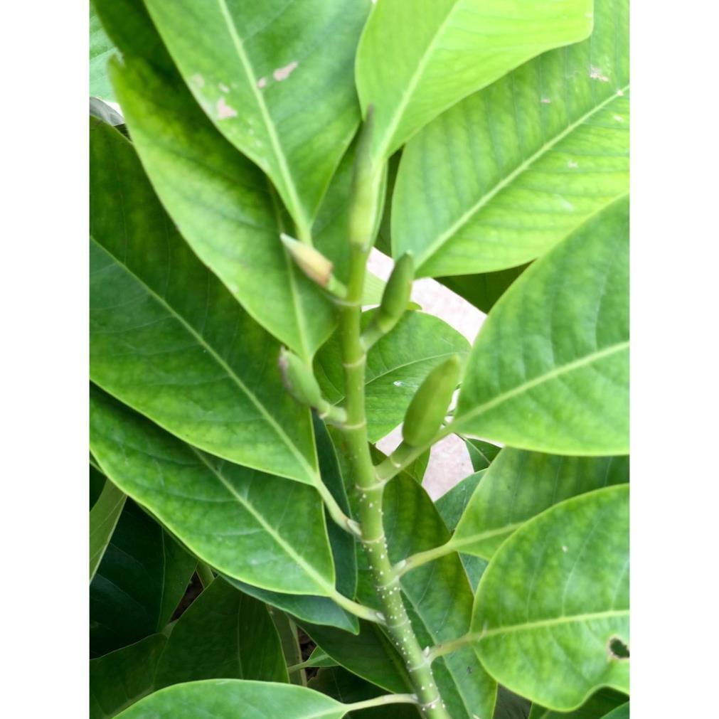 Cây hoa ngọc lan hoa thơm vàng & trắng cao 60cm đang nụ