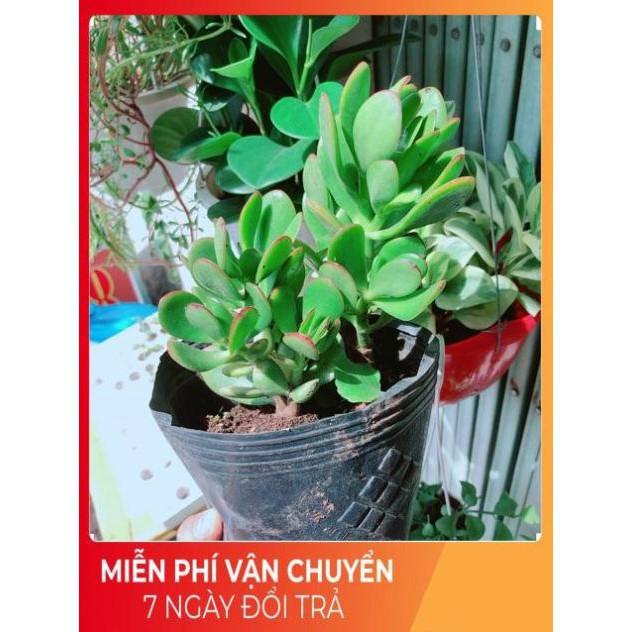 Ngọc Bích Viền Đỏ