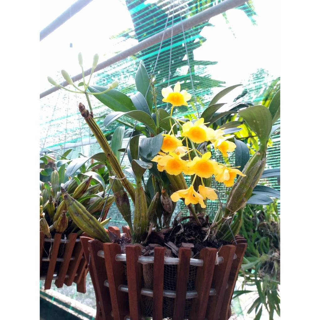 CHẬU LAN HOÀNG LẠP HÀNG THUẦN