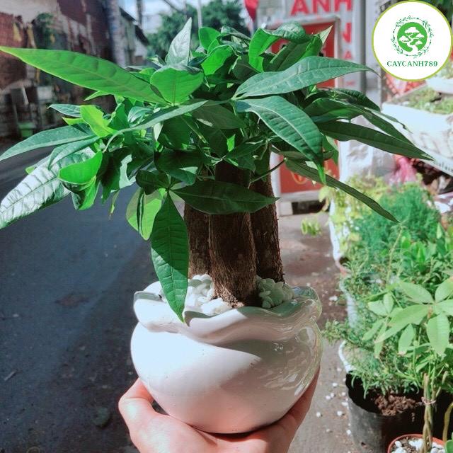 Cây kim ngân 3 thân- Tam lộc