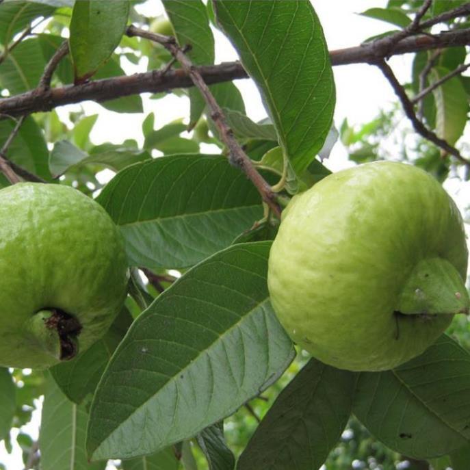 Cây giống ổi tứ quý, ổi tứ quý 60cm quả nhỏ ăn giòn - Hocviennongnghiep.vn