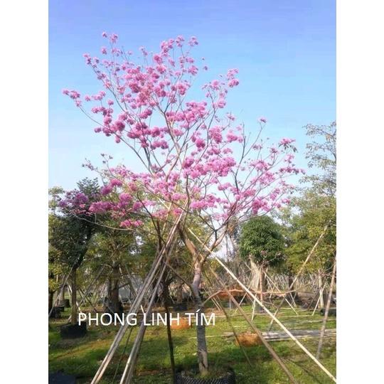 Hạt Giống Cây Hoa Phong Linh Tím KNS3100 - Gói 5 Hạt