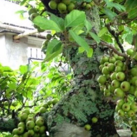 Hạt giống sung bon sai  dể trồng f1-gói 10 hạt/tặng kèm gói phân bón lót