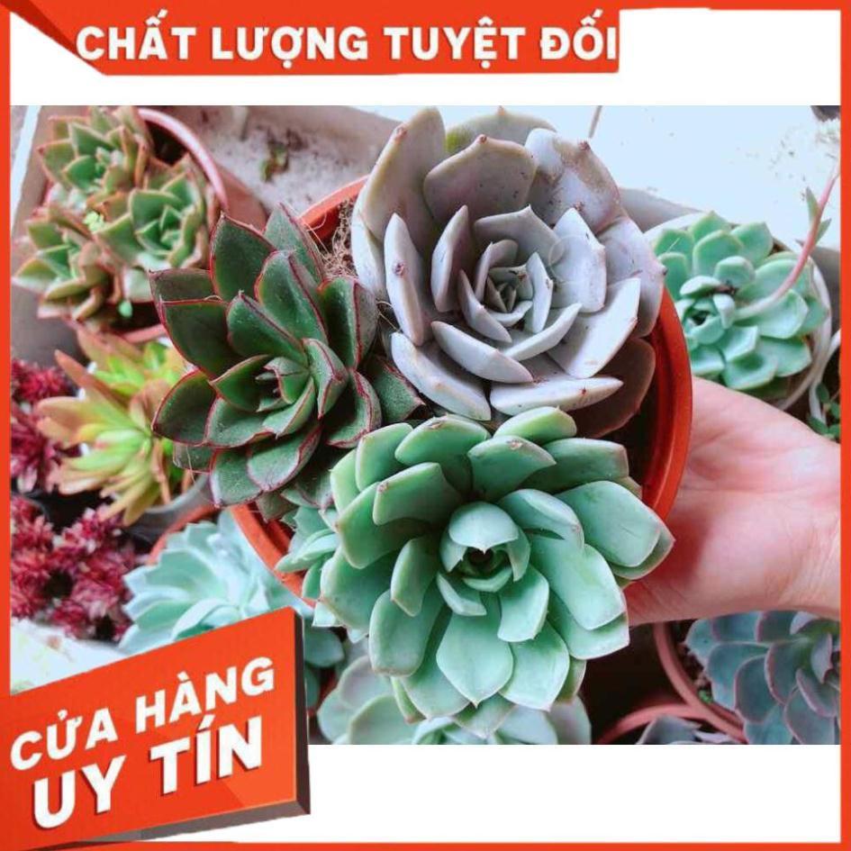 Sen đá mix 3 cây lớn Nhiều Người Mua