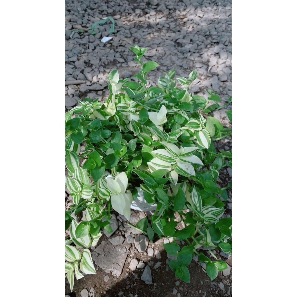 Cây Ngọc Trai Xanh