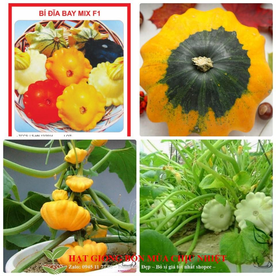 Hạt Giống Bí Đĩa Bay - 10 Hạt