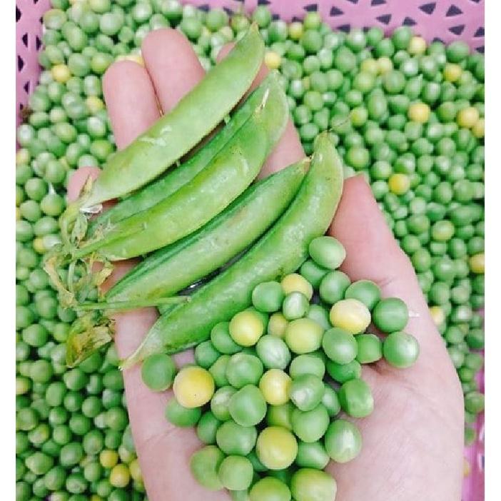 Hạt Giống Đậu Hà Lan - Gói 1Kg