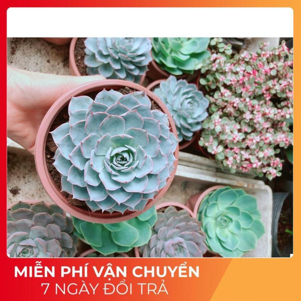 Sen Đá Hồng Phấn Size Đại