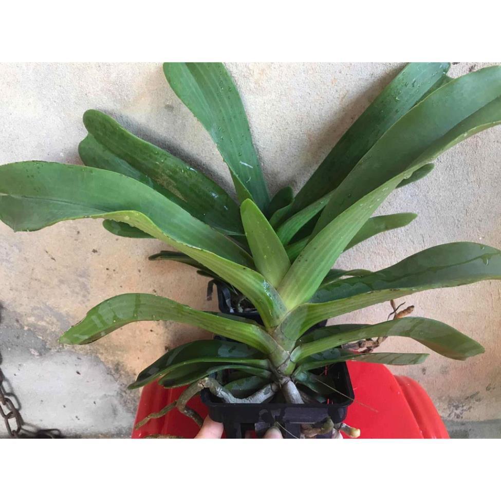 Chậu đai châu thái 4 cặp lá