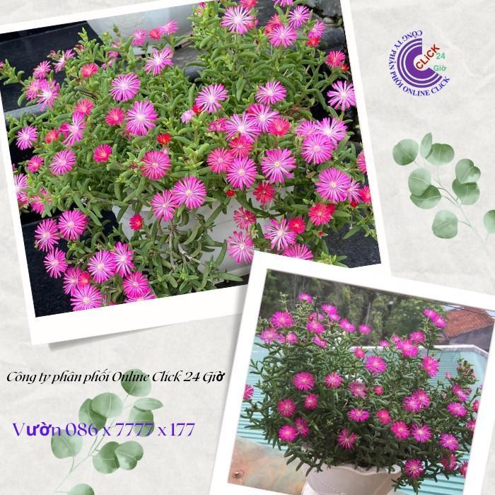 Combo 5 Cây Hoa Mười Giờ Nam Phi Đẹp Lạ Mắt Giống Chuẩn Hoa Mười Giờ Bonsai & Phụ Kiện