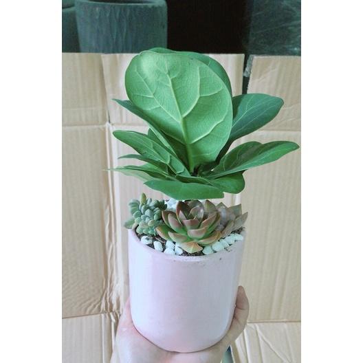 Chậu Cây Bàng Tiểu Cảnh Để Bàn Đẹp