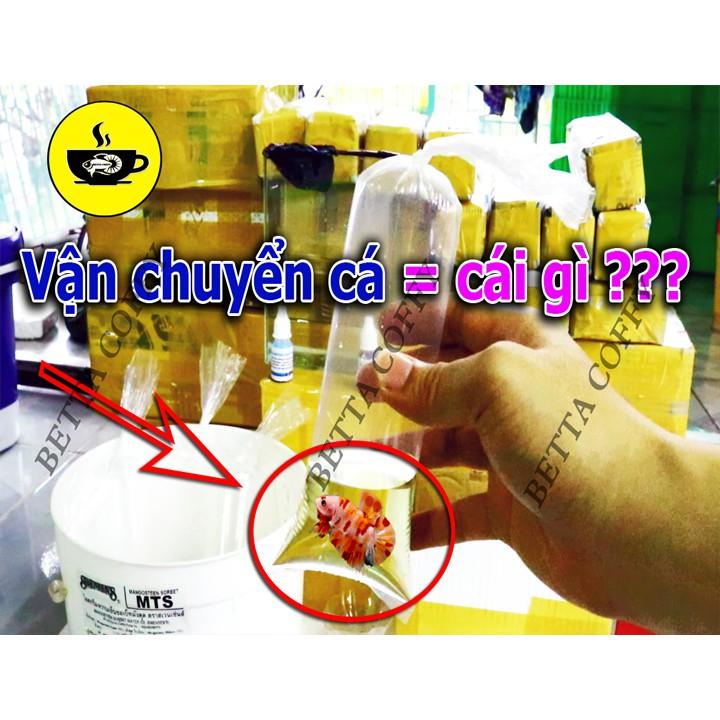 Cám Beco 3 - Thức ăn cá ba đuôi, chép vàng, ranchu