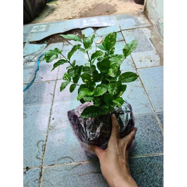 Cây Hoa Lài Ta cánh kép hay Lài trà