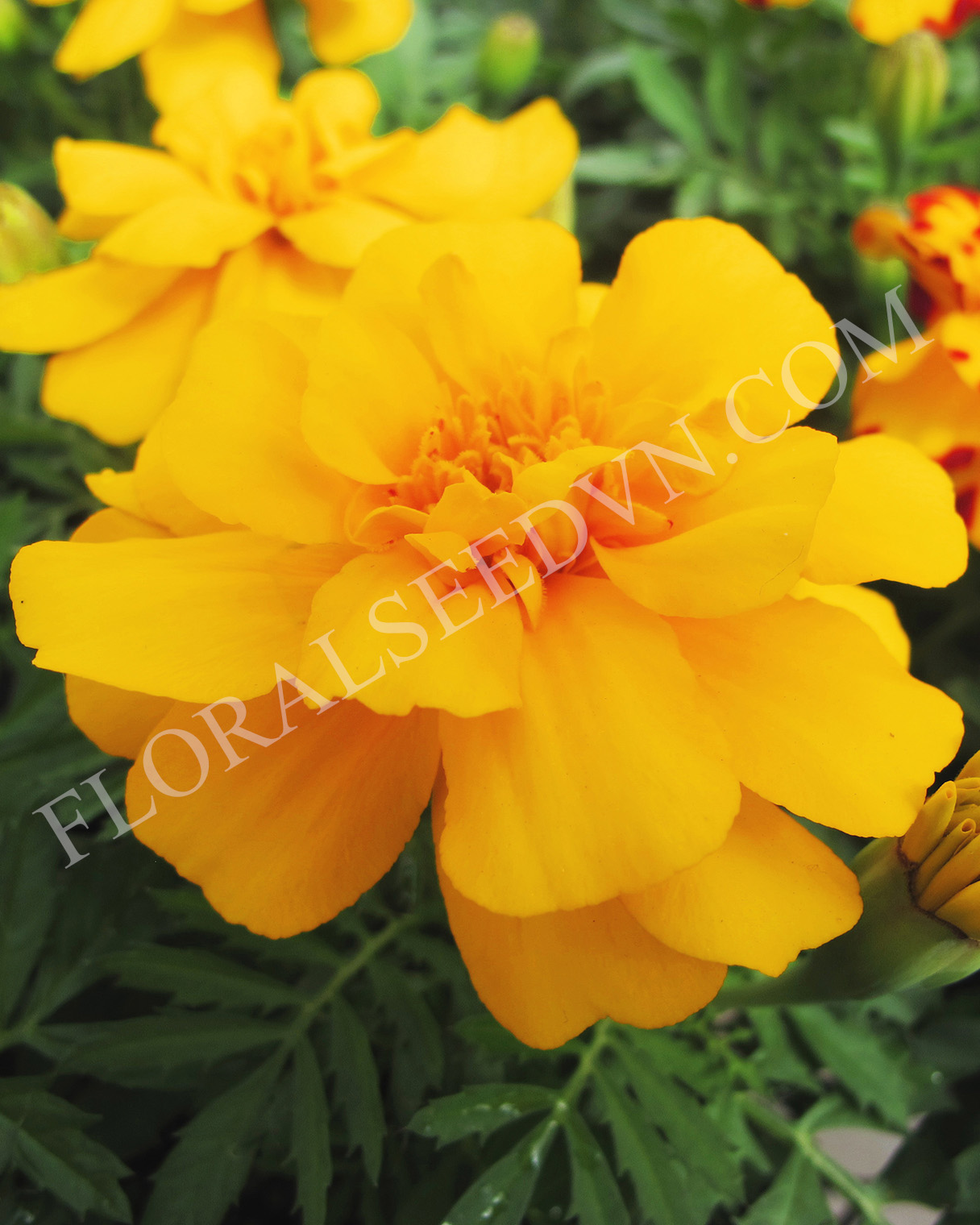 Hạt giống Hoa Vạn Thọ Ban Mai Pháp Vàng Đậm FVN FMAR100 Mỹ Alaska Gold