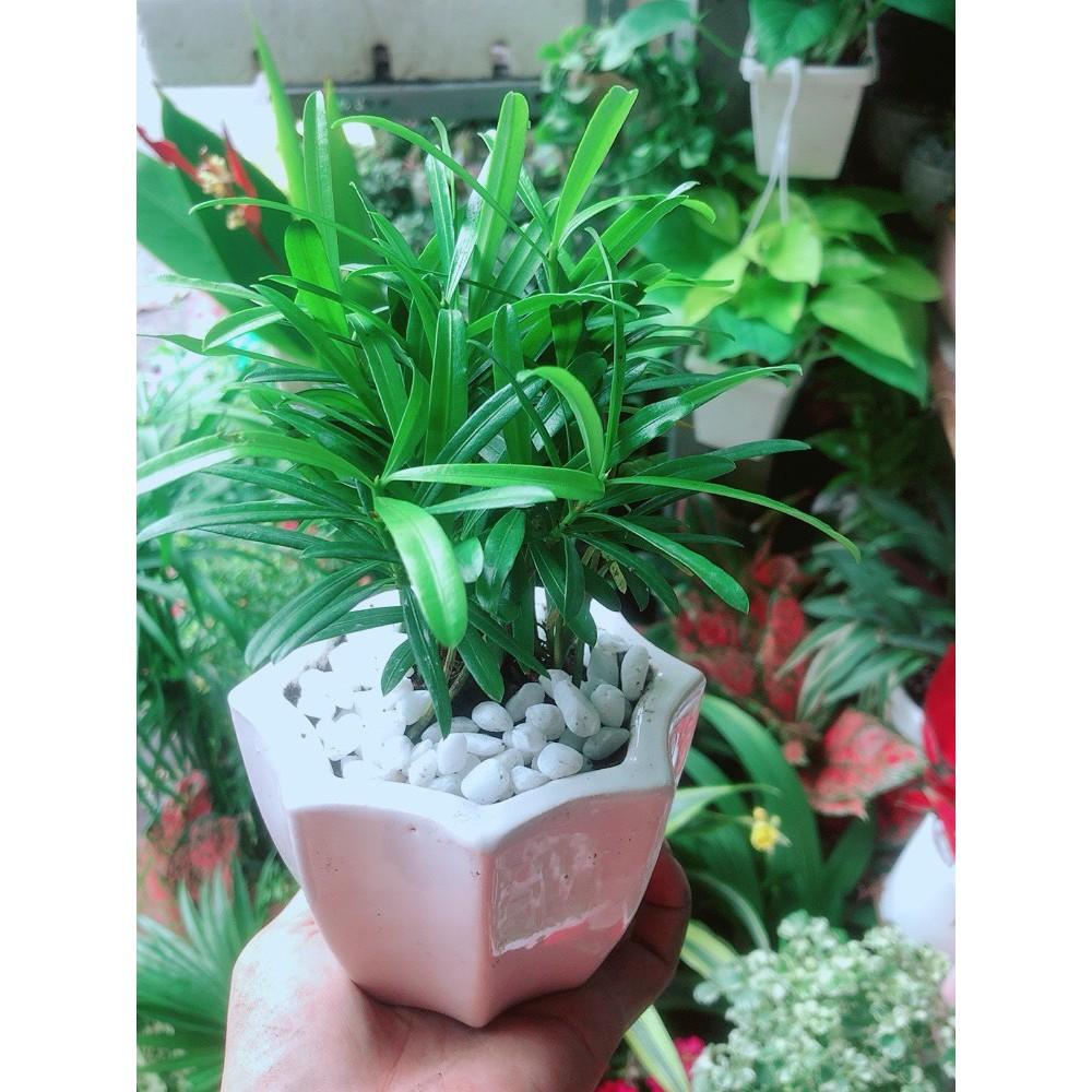 Chậu Tùng Vạn Niên