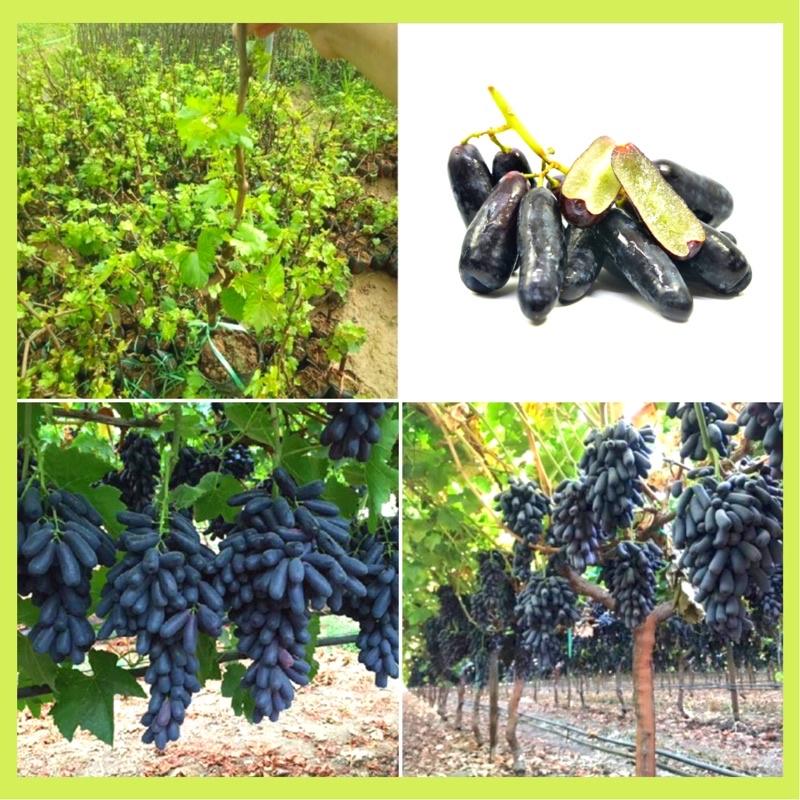 Cây giống nho ngón tay hay nho phù thủy như những ngón tay người.