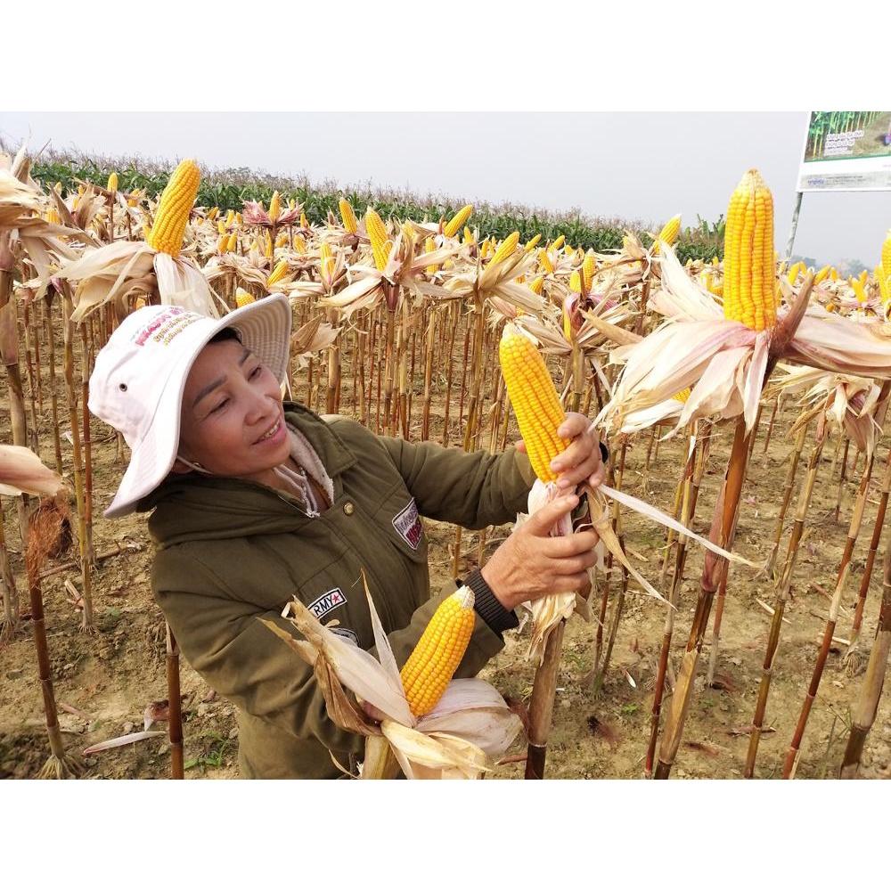 HẠT GIỐNG NGÔ LAI ĐƠN F1 BIẾN ĐỔI GEN NK4300 Bt/GT GÓI 1KG SIÊU CHỊU HẠN