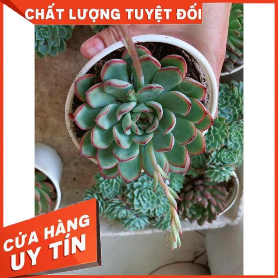 Sen đá viền hồng kèm chậu sứ trắng Nhiều Người Mua