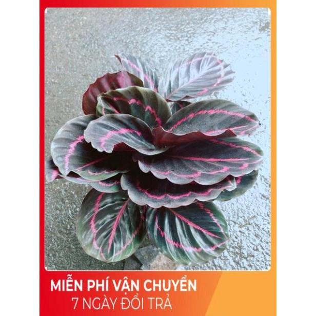 Chậu Đuôi Công Tím