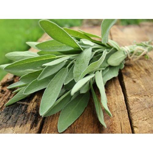 Gói 20  hạt giống Xô Thơm Sage