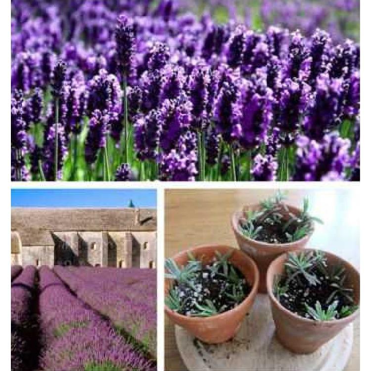 Combo 2 gói hạt giống đuổi con trùng