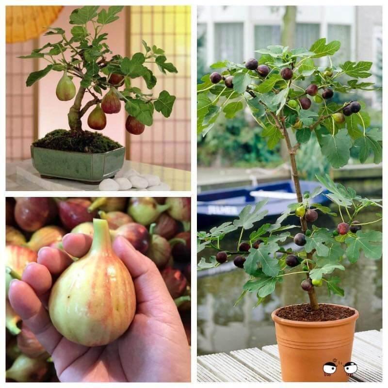CÂY GIỐNG SUNG MỸ CHO TRÁI SAU 8 THÁNG